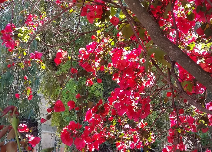 Faliraki מלון בניטסס